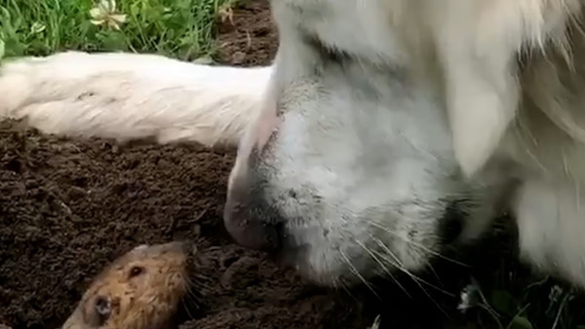 Ce chien géant s’approche d’une marmotte, vous n’allez jamais croire la réaction qu’il a eue !