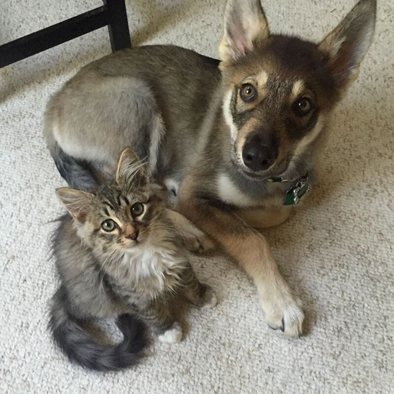 Ce chien husky a un chat comme meilleur ami, ils sont très proches !