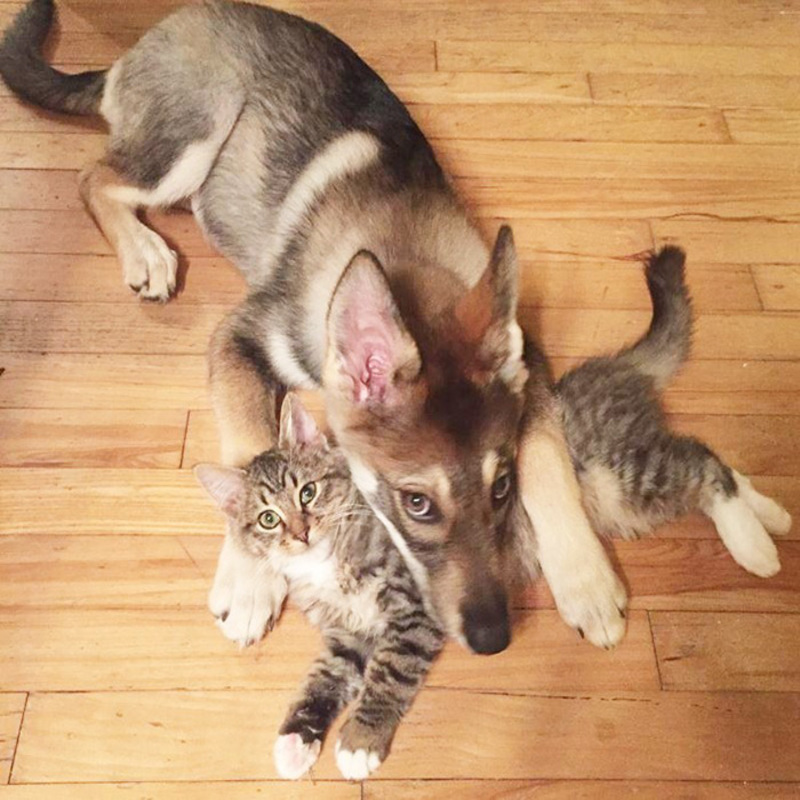 Ce chien husky a un chat comme meilleur ami, ils sont très proches !