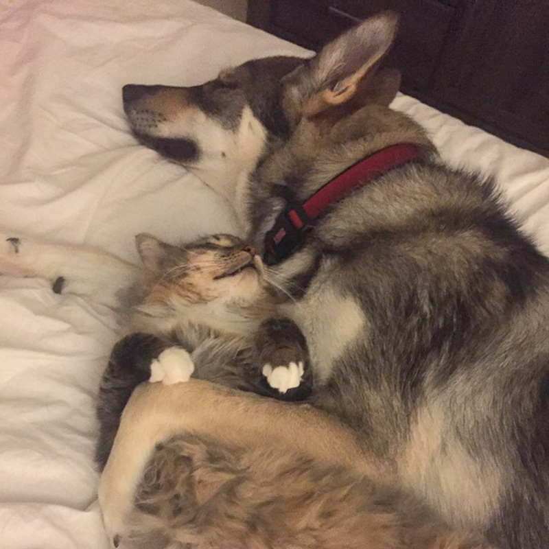 Ce chien husky a un chat comme meilleur ami, ils sont très proches !