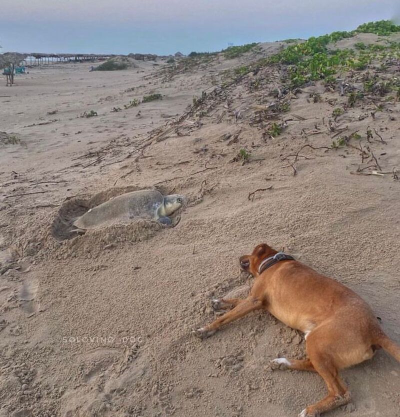 Ce chien mignon aide les tortues à rejoindre la mer, c'est incroyable !