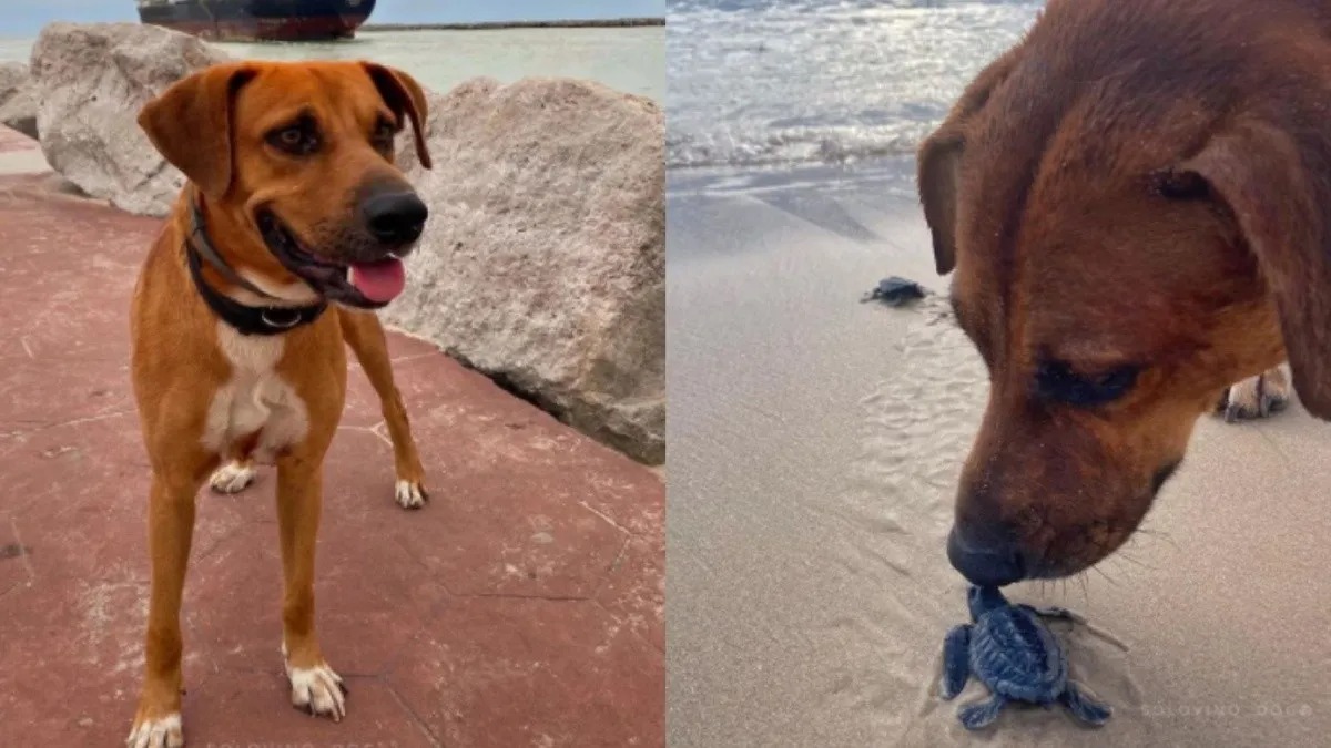 Ce chien mignon aide les tortues à rejoindre la mer, c'est incroyable !