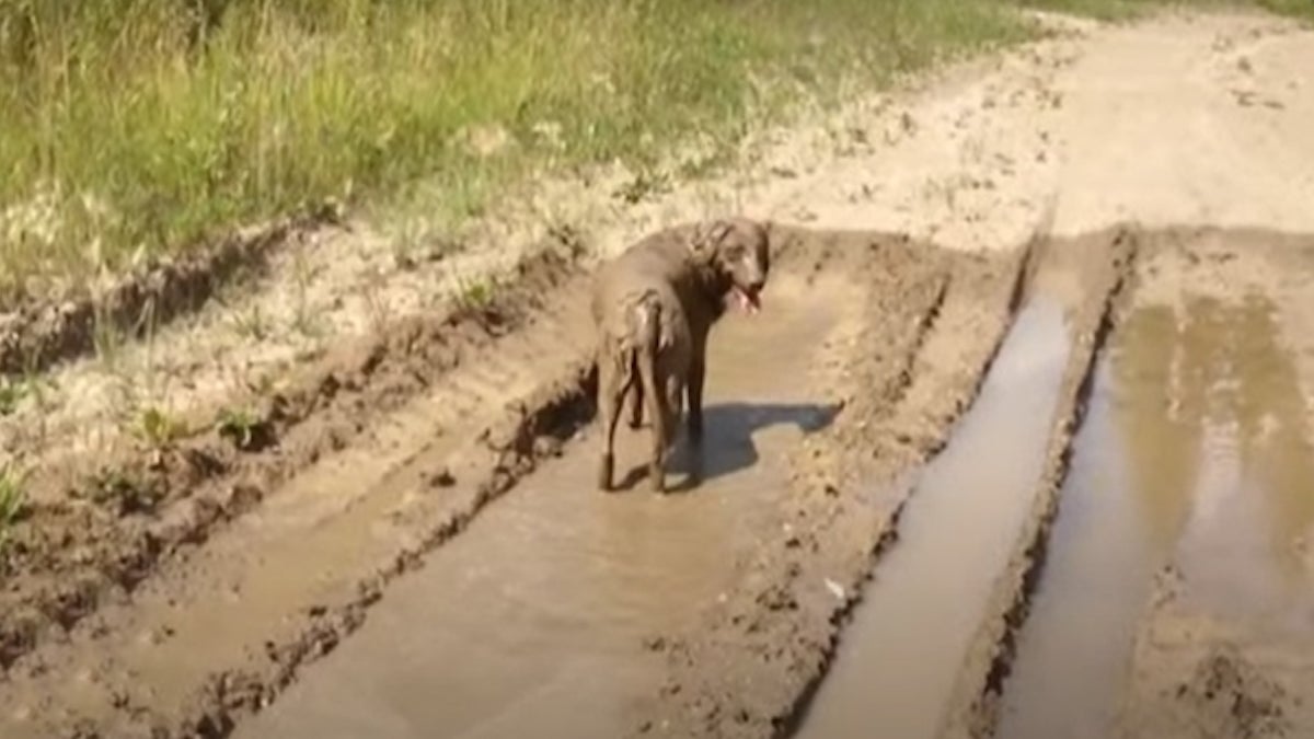 Ce chien ne veut vraiment pas rentrer chez lui, voici sa technique infaillible et hilarante