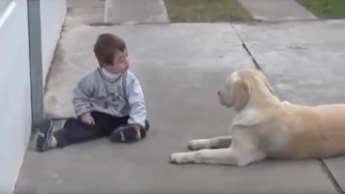 Ce chien s’approche d’un petit garçon trisomique, sa réaction est déchirante