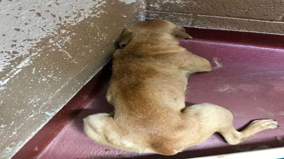 Ce chien traumatisé se cache dans les coins de la maison, ce compagnon qui va le sauver