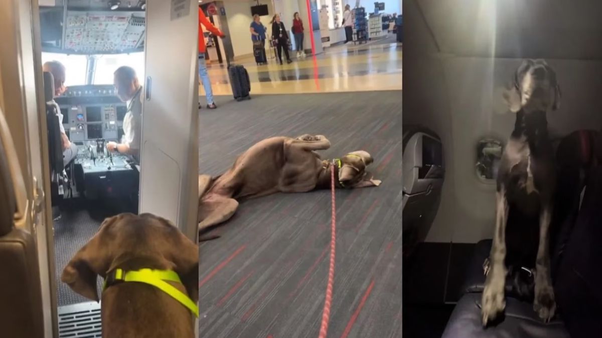 Ce chien, un Grand Danois, obligé de voyager en avion avec 3 billets rien que pour lui