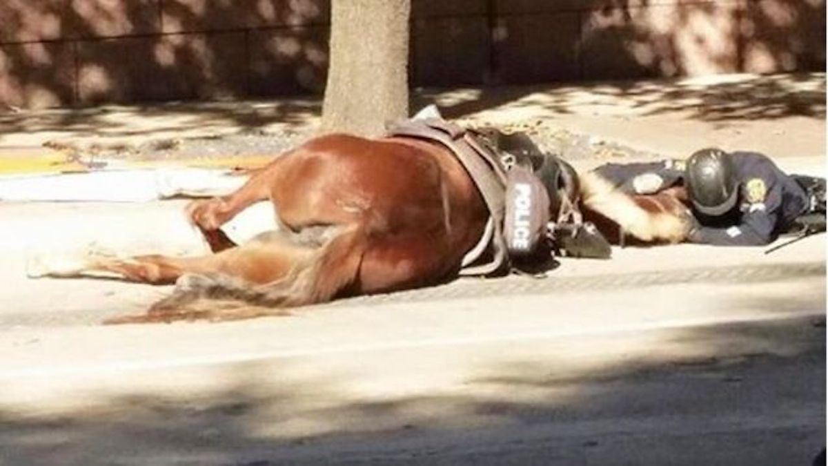 Ce policier accompagne son cheval jusqu’à son dernier souffle, son geste bouleversant