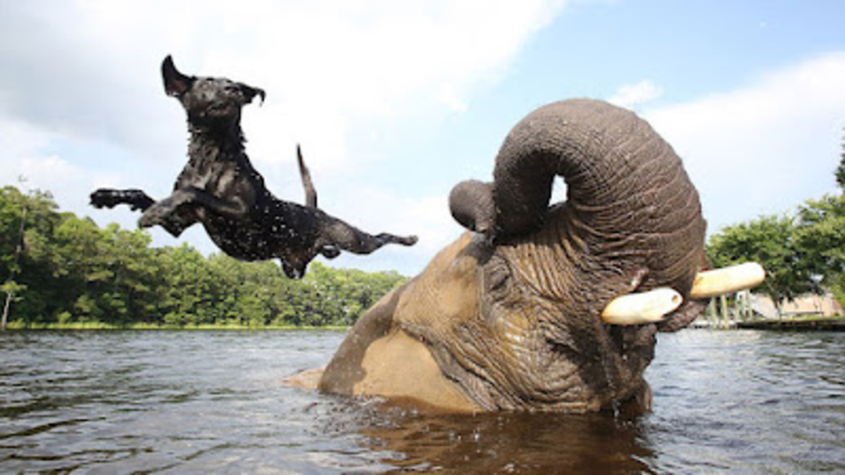 Cet éléphant et ce chien sont les meilleurs amis du monde, c'est incroyable !