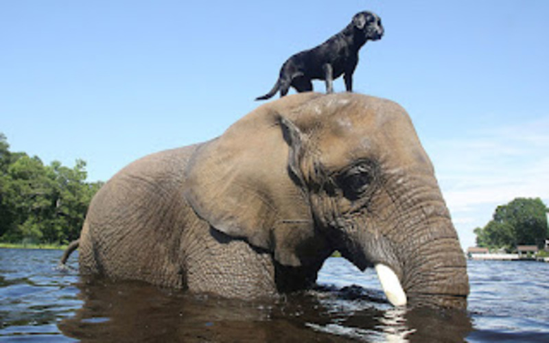 Cet éléphant et ce chien sont les meilleurs amis du monde, c'est incroyable !