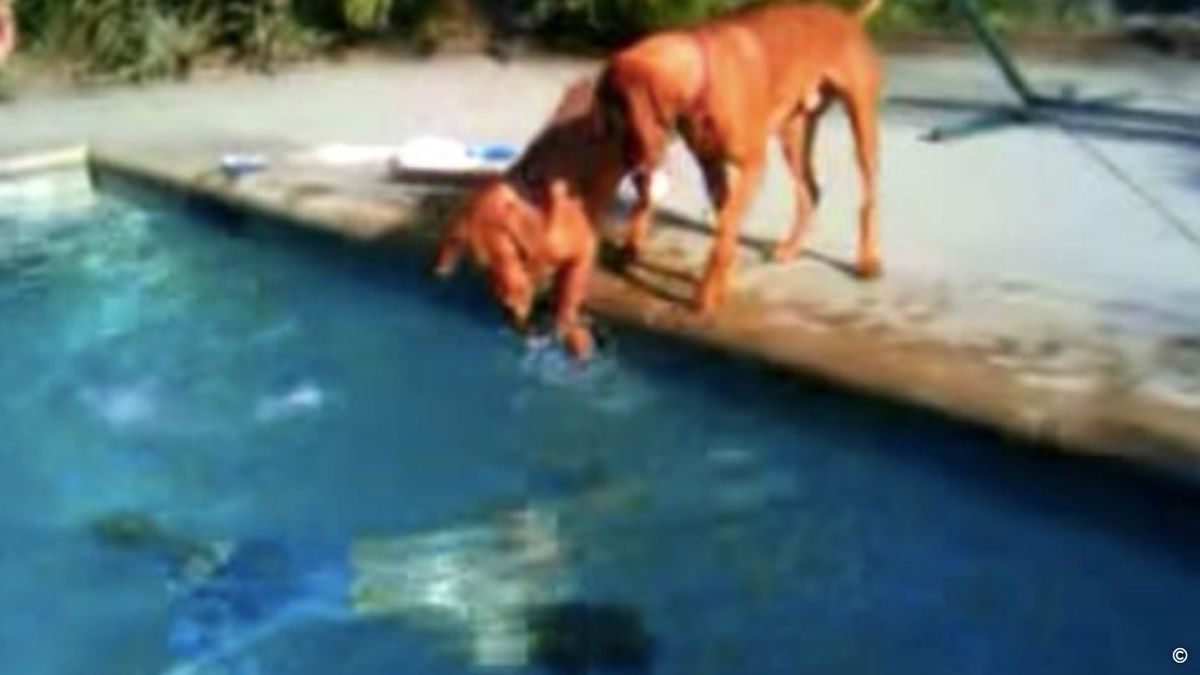 Cet homme plonge dans sa piscine, la réaction de son chien va vous surprendre !