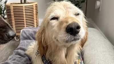 Cette chienne est adoptée : sa réaction poignante quand elle débarque dans sa maison