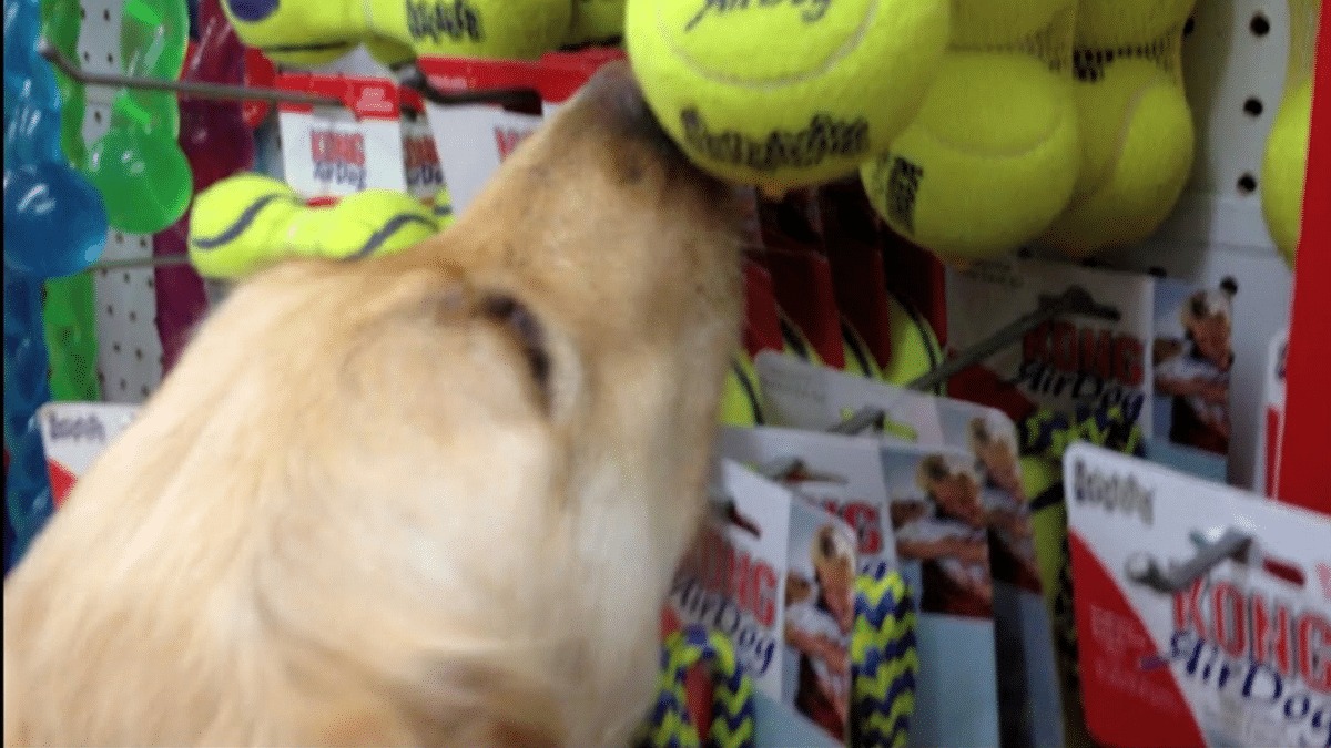 Cette chienne maltraitée durant des années va choisir son 1er jouet, sa réaction