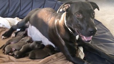 Cette chienne retrouve ses chiots 10 mois plus tard, des retrouvailles bouleversantes !