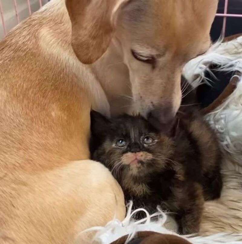 Cinq chatons sans mère étaient désespérés jusqu'à ce qu'ils rencontrent cette chienne !