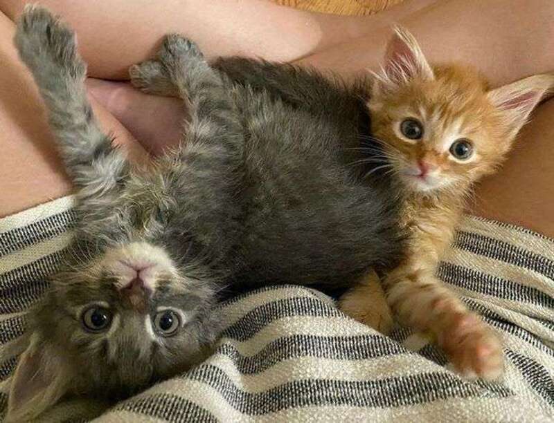 Cinq chatons sans mère étaient désespérés jusqu'à ce qu'ils rencontrent cette chienne !