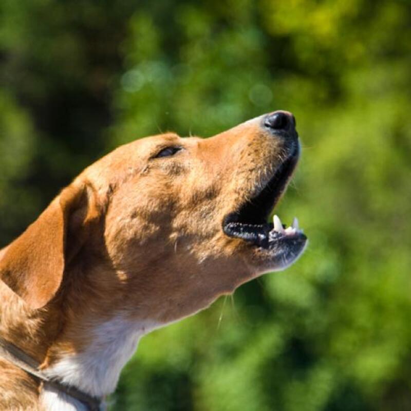Cinq conseils pour mettre fin aux aboiements excessifs d'un chien