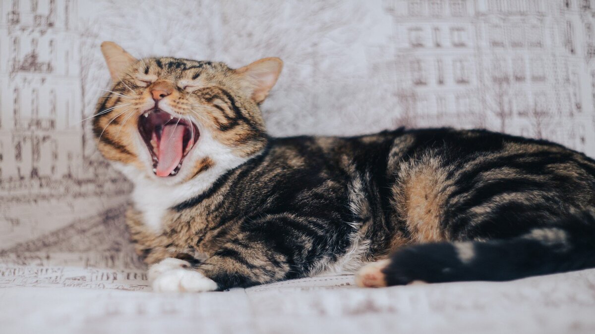 Comment savoir ce que veut un chat lorsqu'il miaule ?