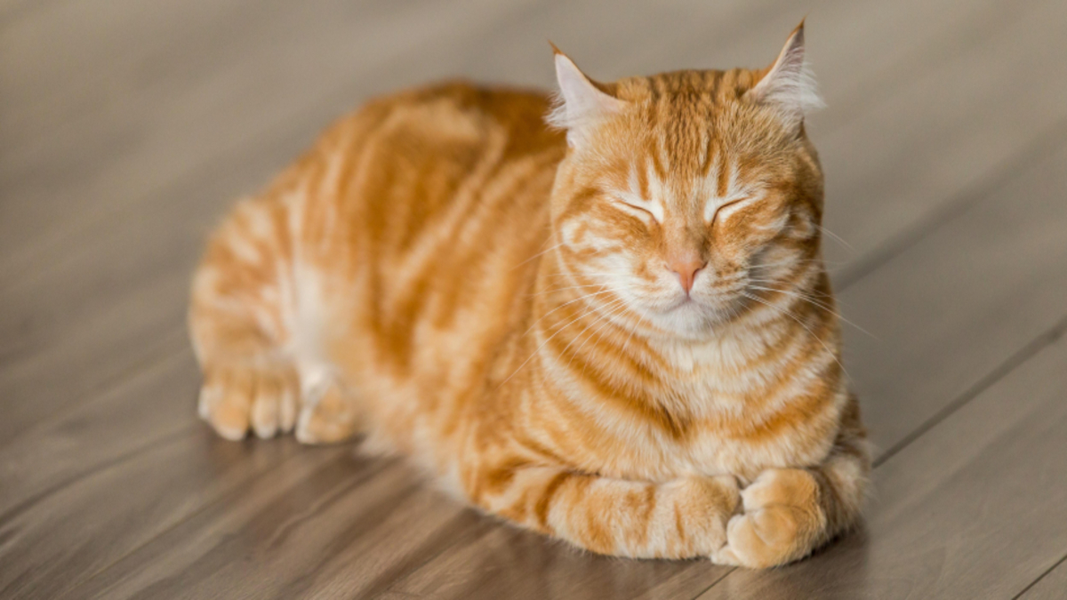 Comment savoir si votre chat s