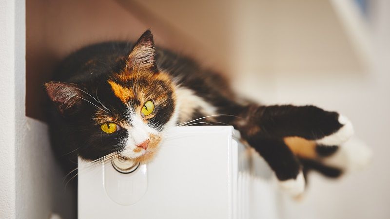 Comment savoir si votre chat s'ennuie et comment le divertir ?