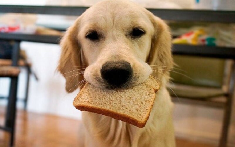 Découvrez ce qui arrive aux chiens lorsqu'ils mangent du pain