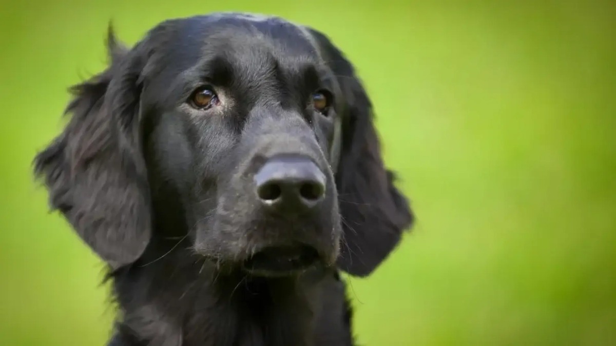 Découvrez ce qui arrive aux chiens lorsqu'ils mangent du pain