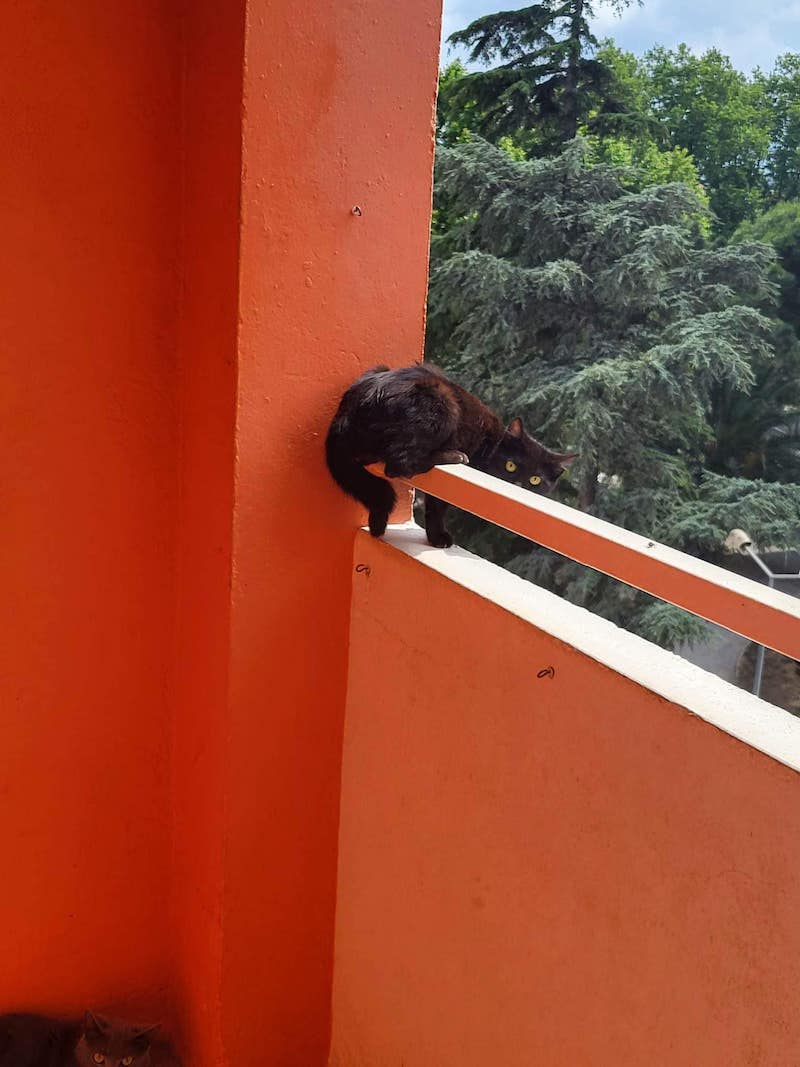 des-chats-tombent-regulierement-dun-balcon-au-4e-etage-une-voisine-fait-un-signalement