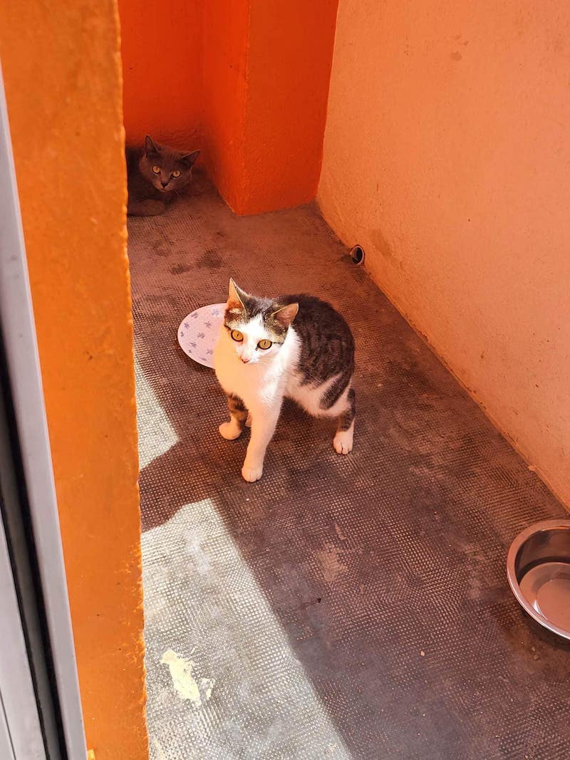 des-chats-tombent-regulierement-dun-balcon-au-4e-etage-une-voisine-fait-un-signalement