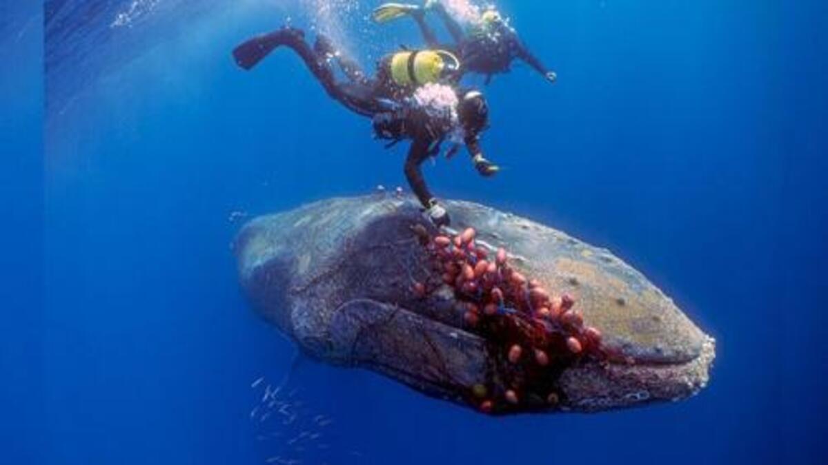 Des plongeurs sautent dans l'eau pour aider une baleine piégée dans un filet de pêche
