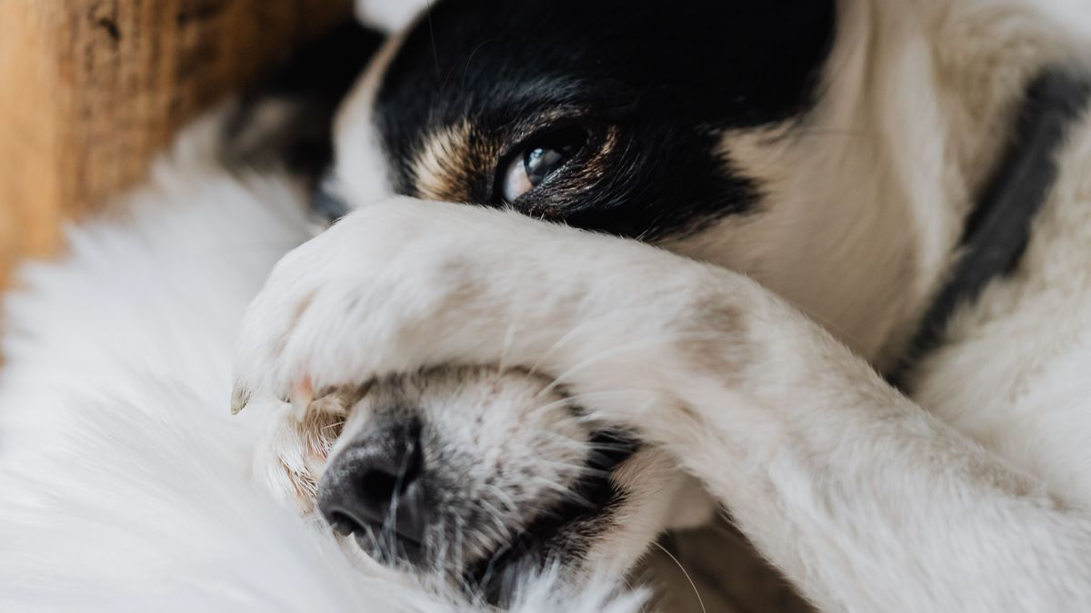 Dix choses que les chiens détestent chez les humains !