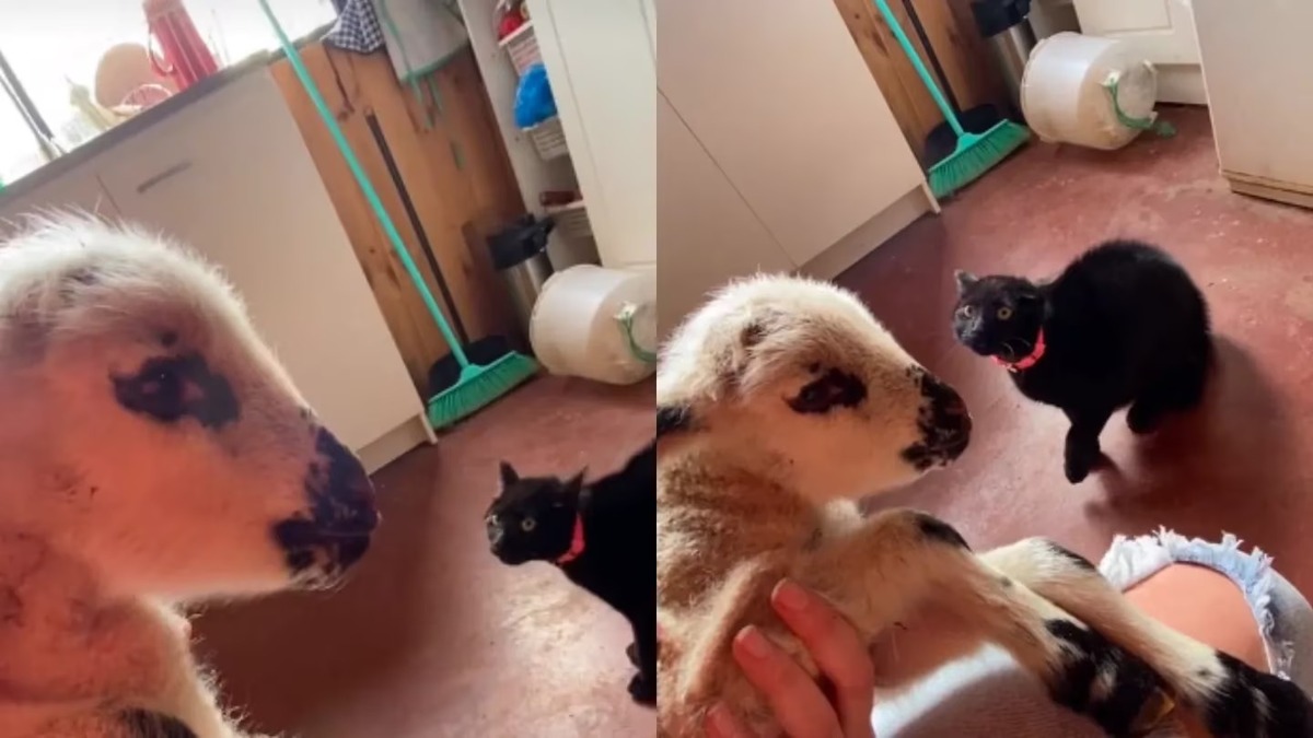 Elle ramène un agneau à la maison, la réaction de son chat devient virale !
