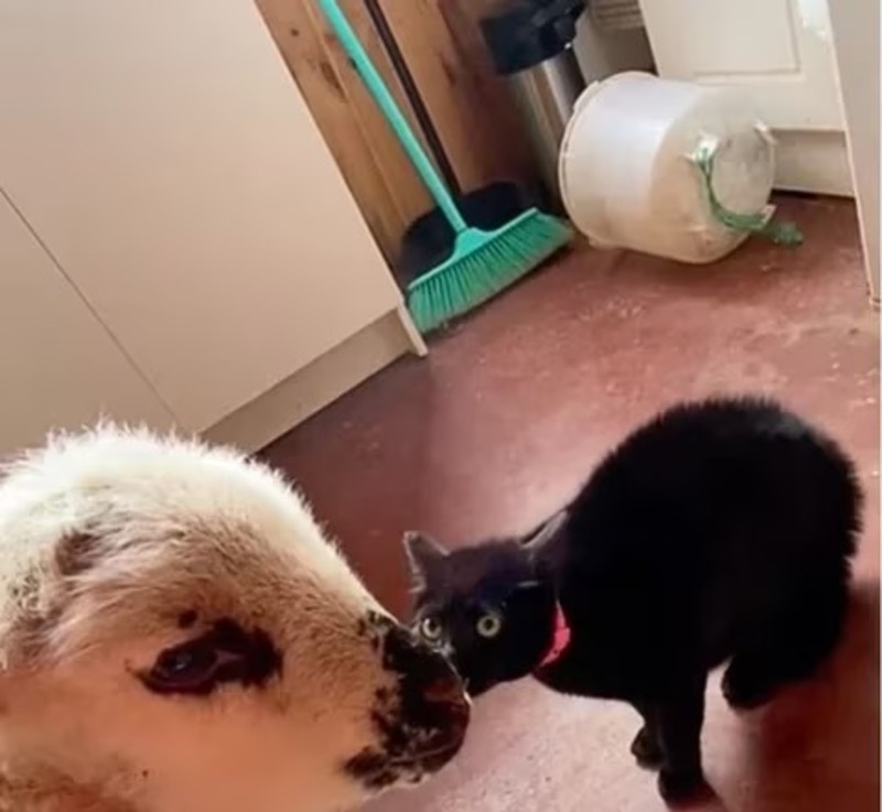 Elle ramène un agneau à la maison, la réaction de son chat devient virale !