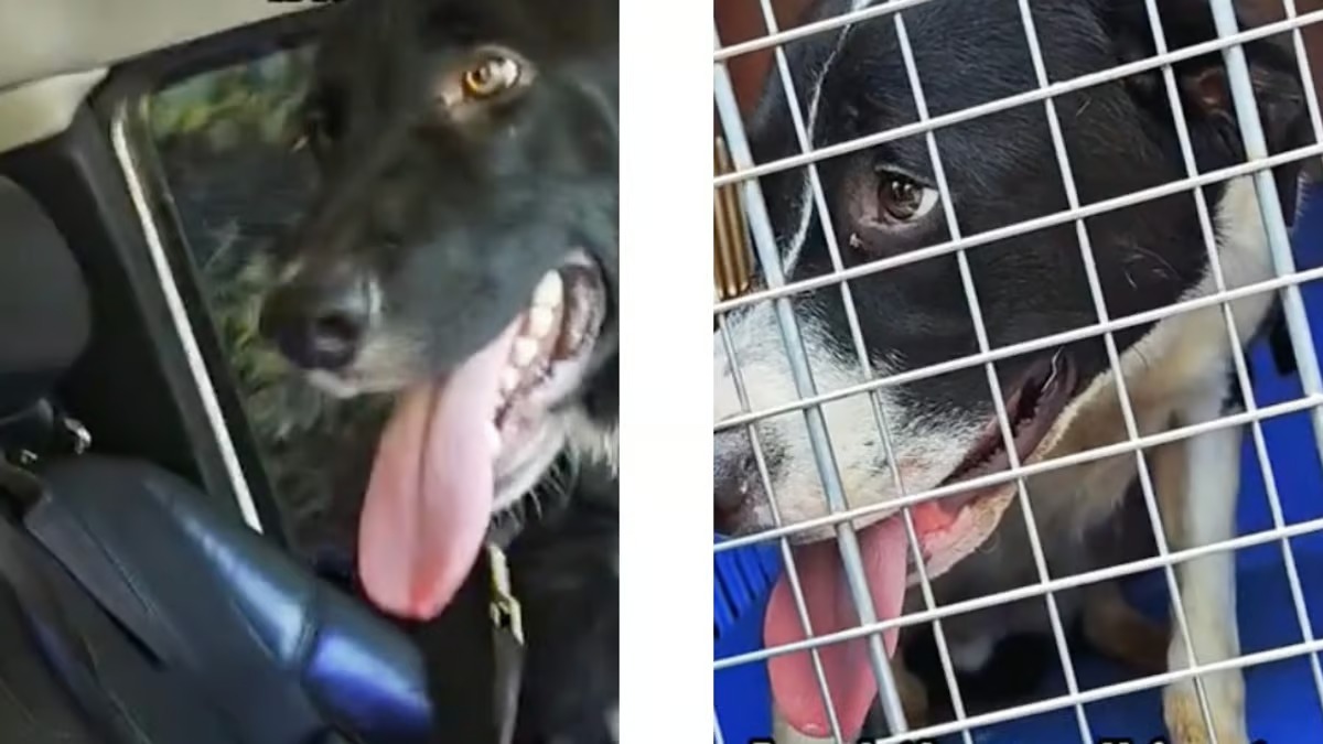Elle va au refuge pour sauver 2 chiens de l’euthanasie, un détail va bousculer son plan (vidéo)