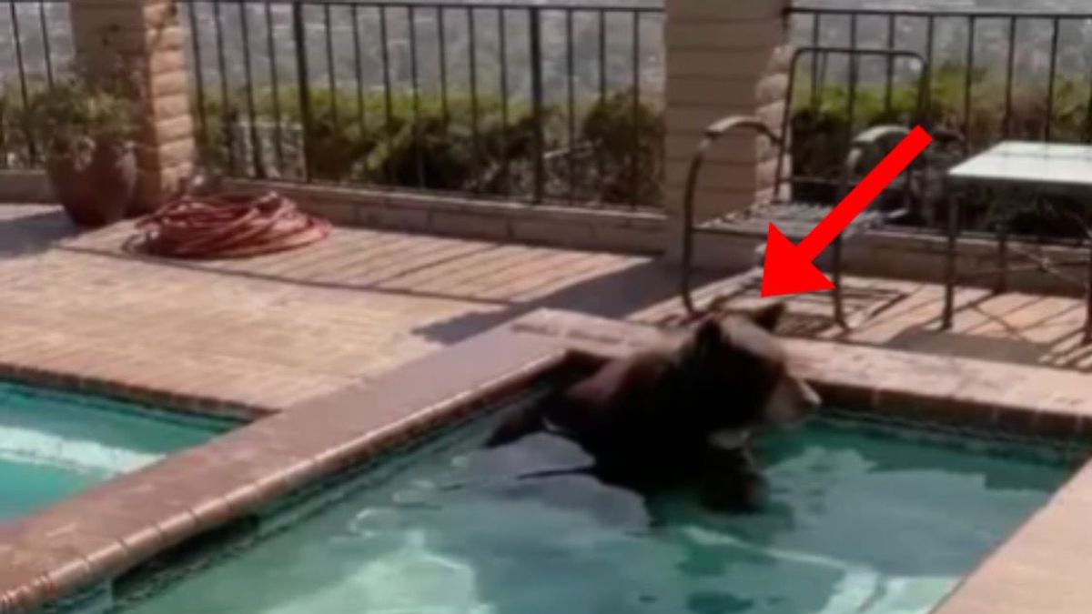 En pleine canicule, elle va se rafraîchir dans son jacuzzi et découvre une créature géante