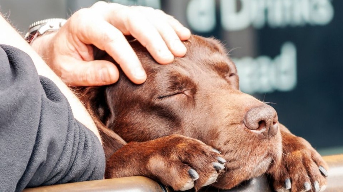 Ces choses émouvantes dont votre chien se souviendra toujours à votre sujet