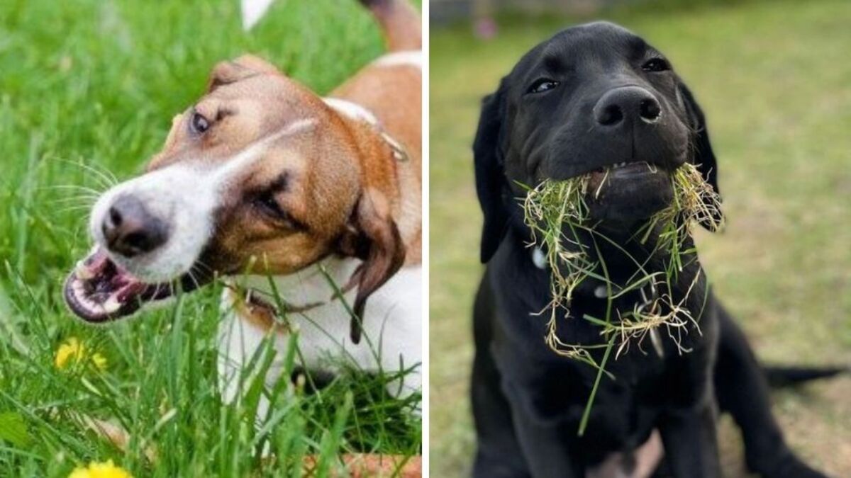 Est-il mauvais pour les chiens de manger de l'herbe