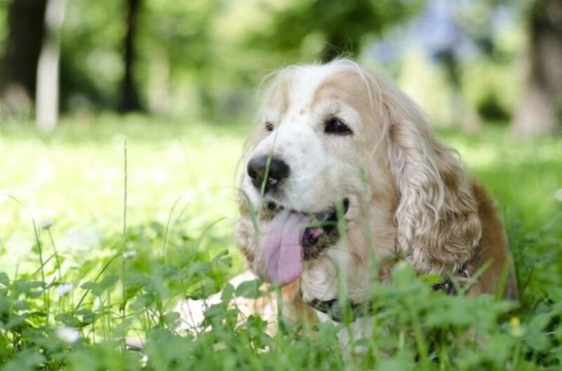 Est-il mauvais pour les chiens de manger de l'herbe
