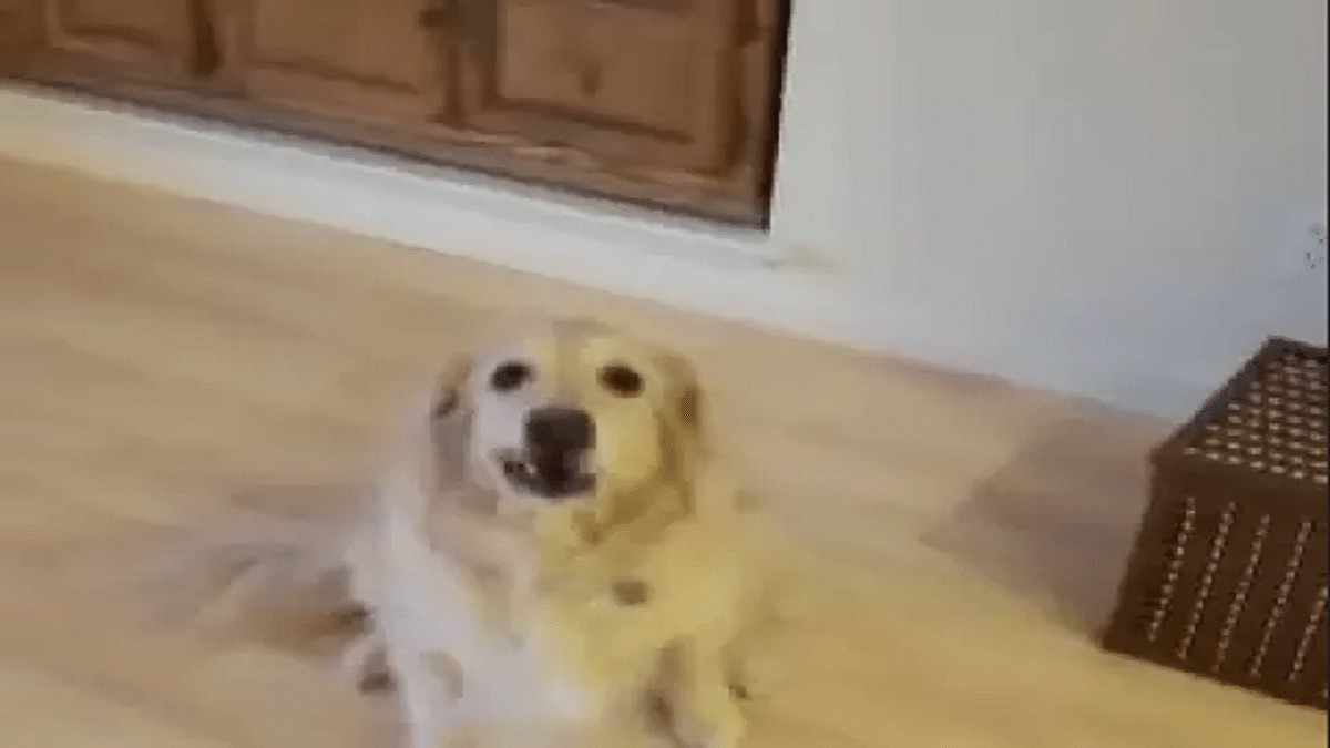 Il demande à sa chienne de ranger la maison, sa réaction est hallucinante !