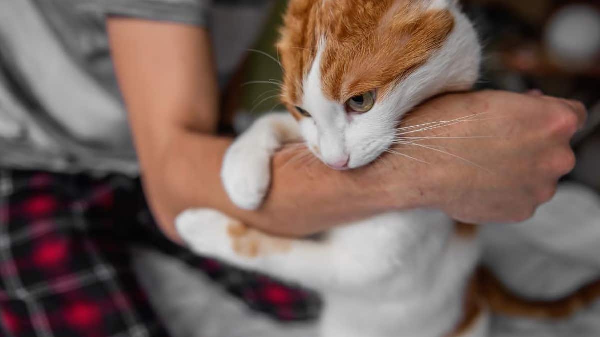 Il est mordu par un chat errant et est infecté par une bactérie inconnue des scientifiques