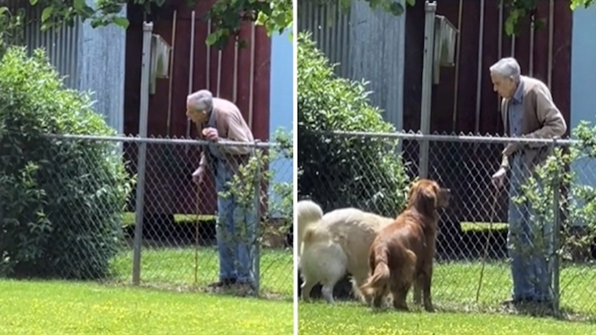 Il filme discrètement ses deux chiens et son voisin, il regarde la vidéo et s’effondre