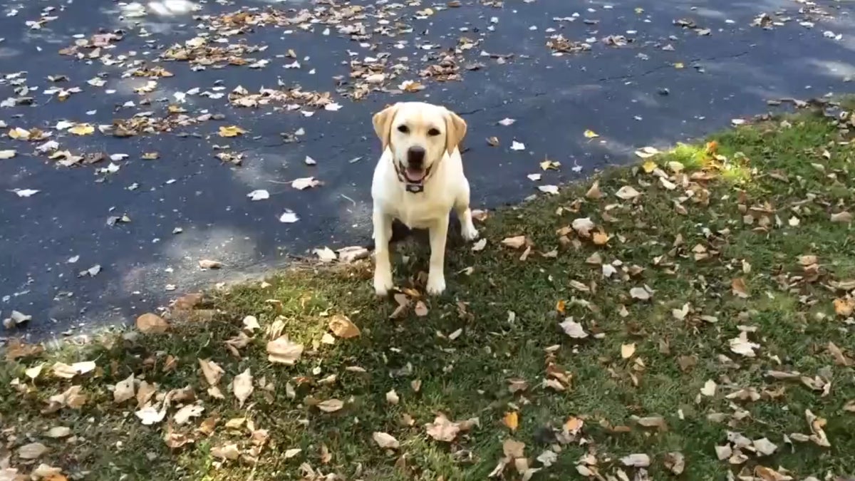 Il jette la balle de son chien dans des feuilles, vous n’allez pas croire ce qu’il se passe après