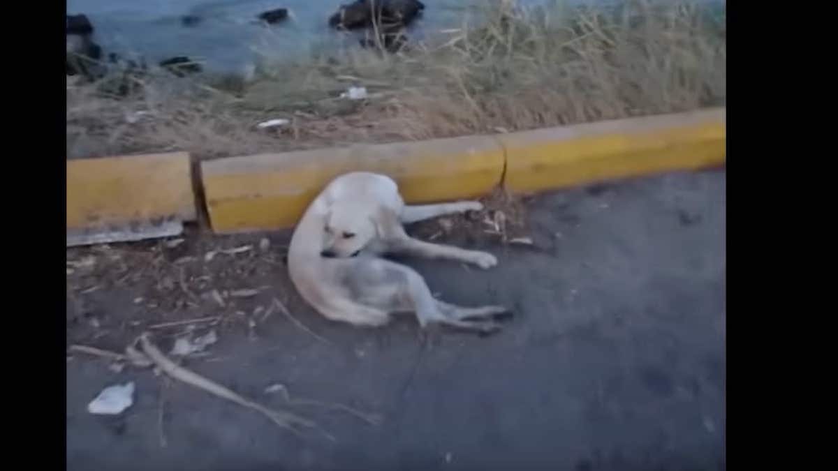 Il part en vacances et trouve une chienne abandonnée, sa vie va basculer pour toujours