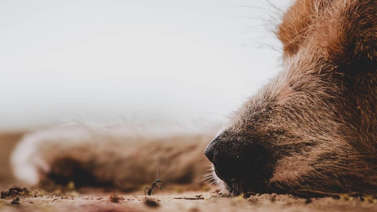 Il perd son chien durant un festival, ce qu’il se passe 2 mois après est inimaginable