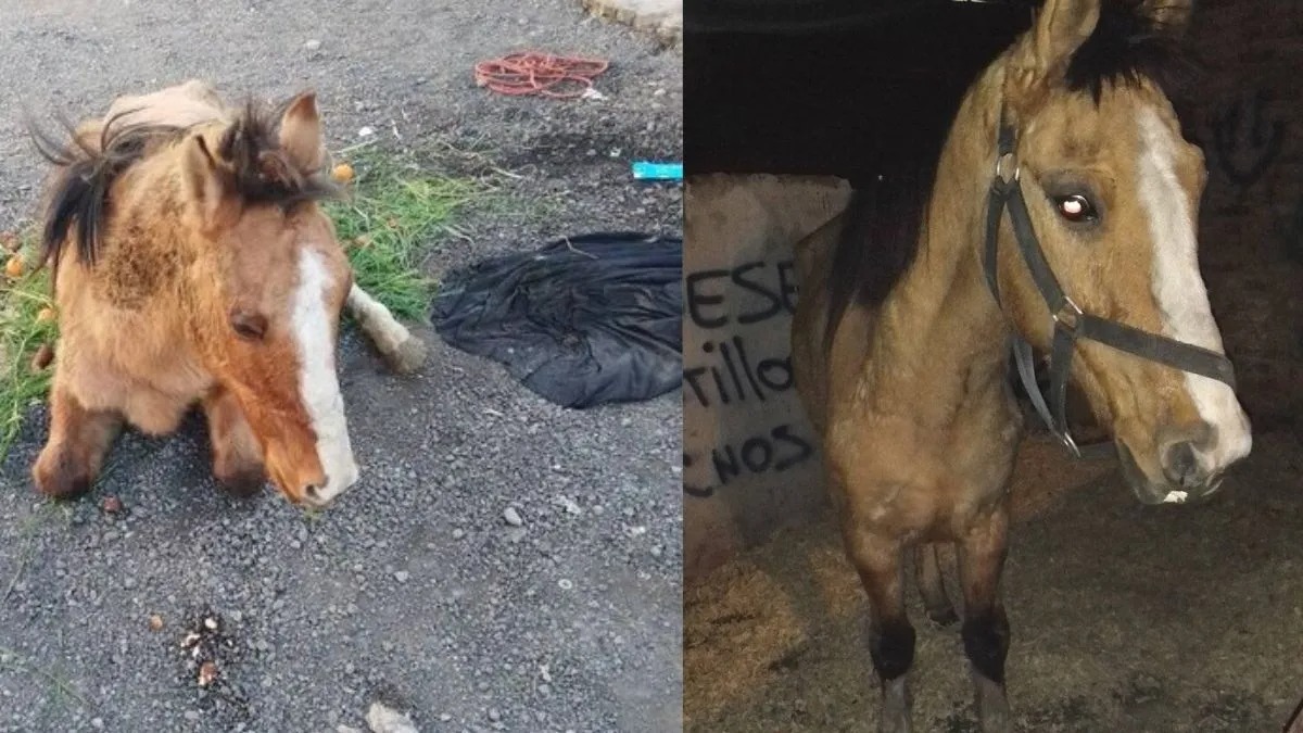 Il sauve un cheval qui a été jeté à terre et lui donne une seconde chance !