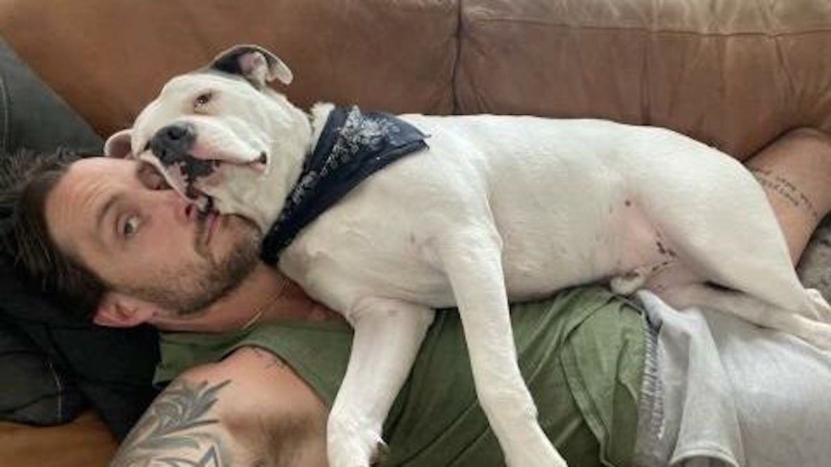 Il se prend en photo avec son Pitbull, la police débarque immédiatement