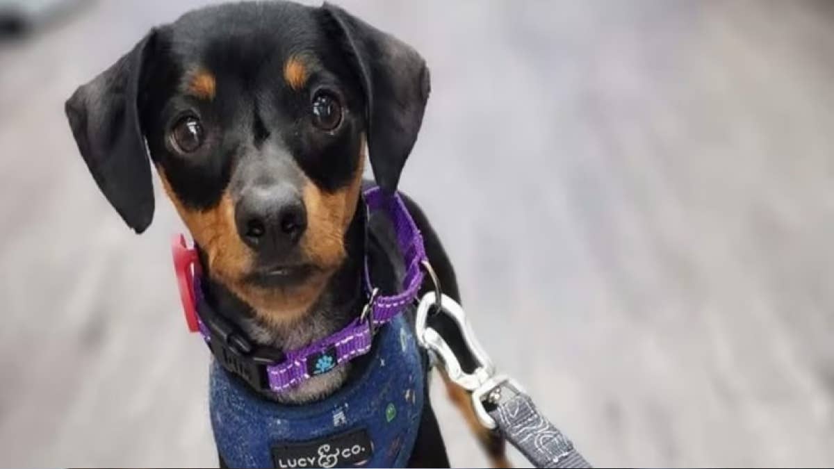 Ils adoptent un chien dans un refuge et l’emmènent à un feu d’artifice, c’est le drame !