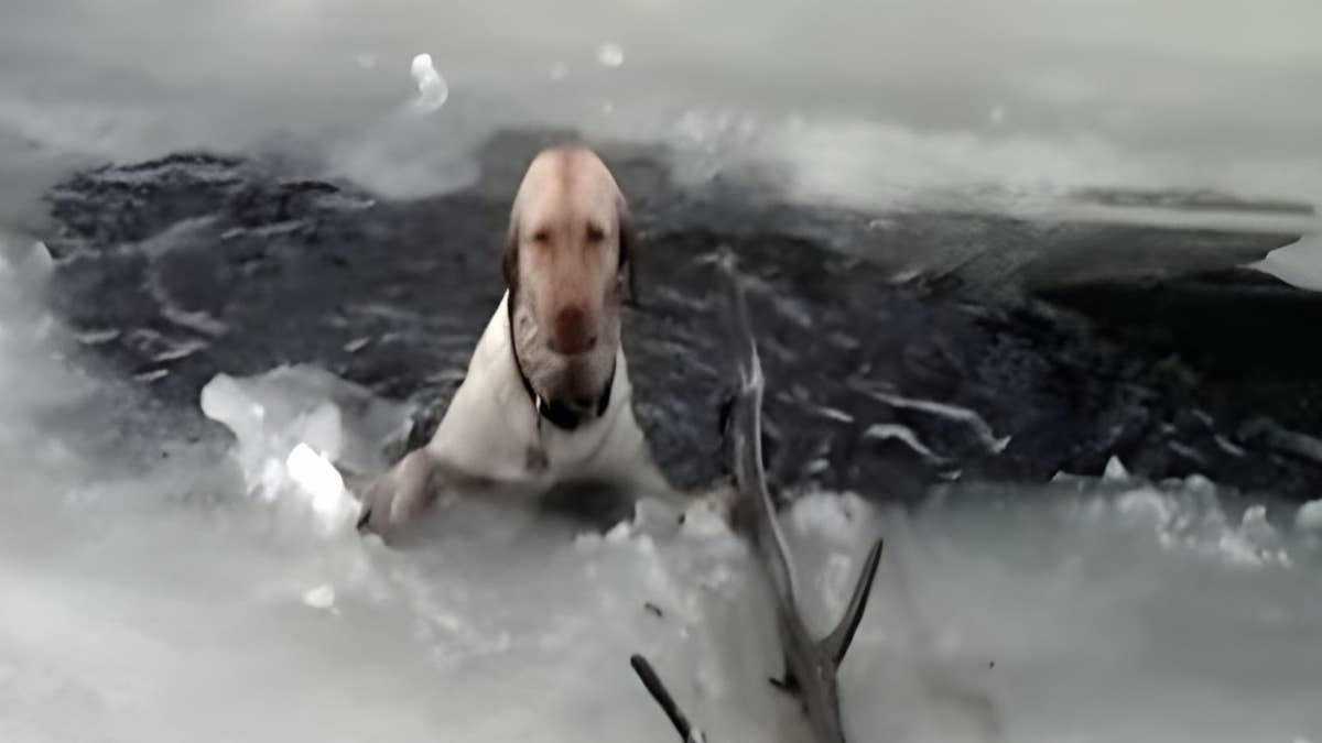 Ils entendent les hurlements d’un chien, ce qu’ils vont découvrir va les horrifier !