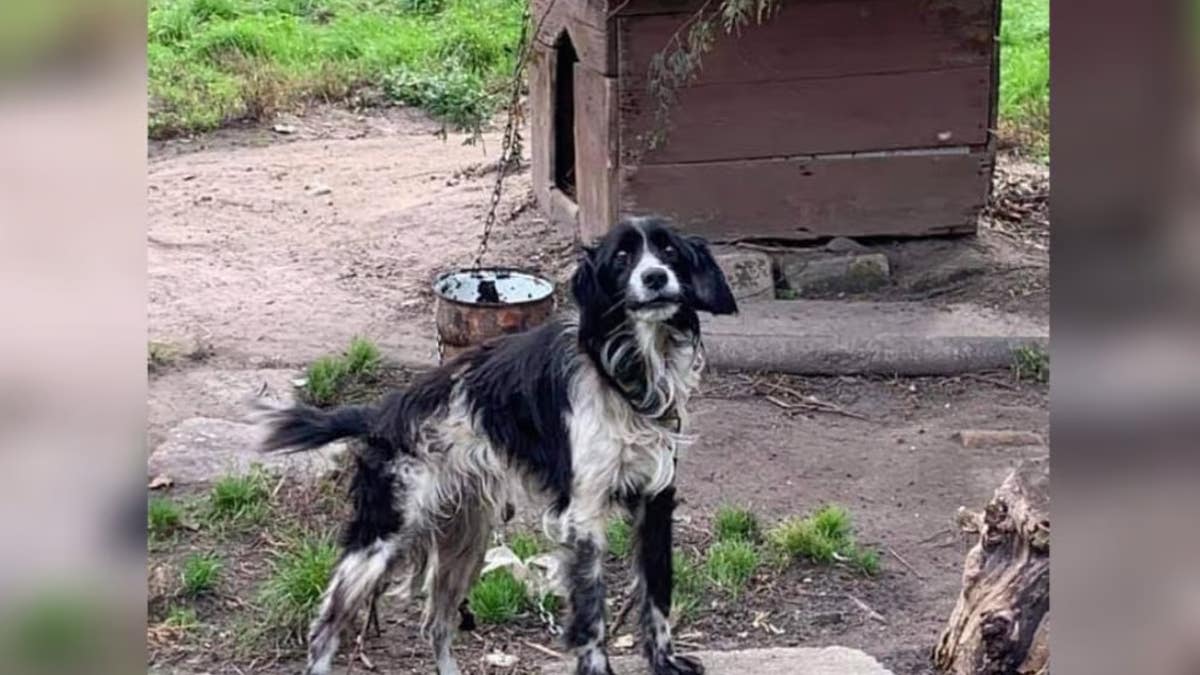 Ils reçoivent un étrange message pour aller voir un chien, leur découverte est déchirante