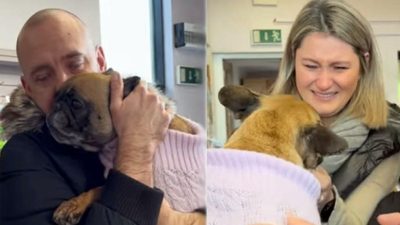 Ils retrouvent leur chien volé 2 ans plus tard : leurs retrouvailles sont déchirantes