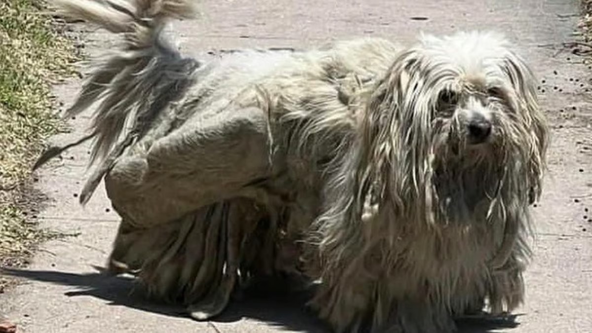 Ils trouvent un chien dans la rue : un indice dans ses poils emmêlés révèle sa vraie identité