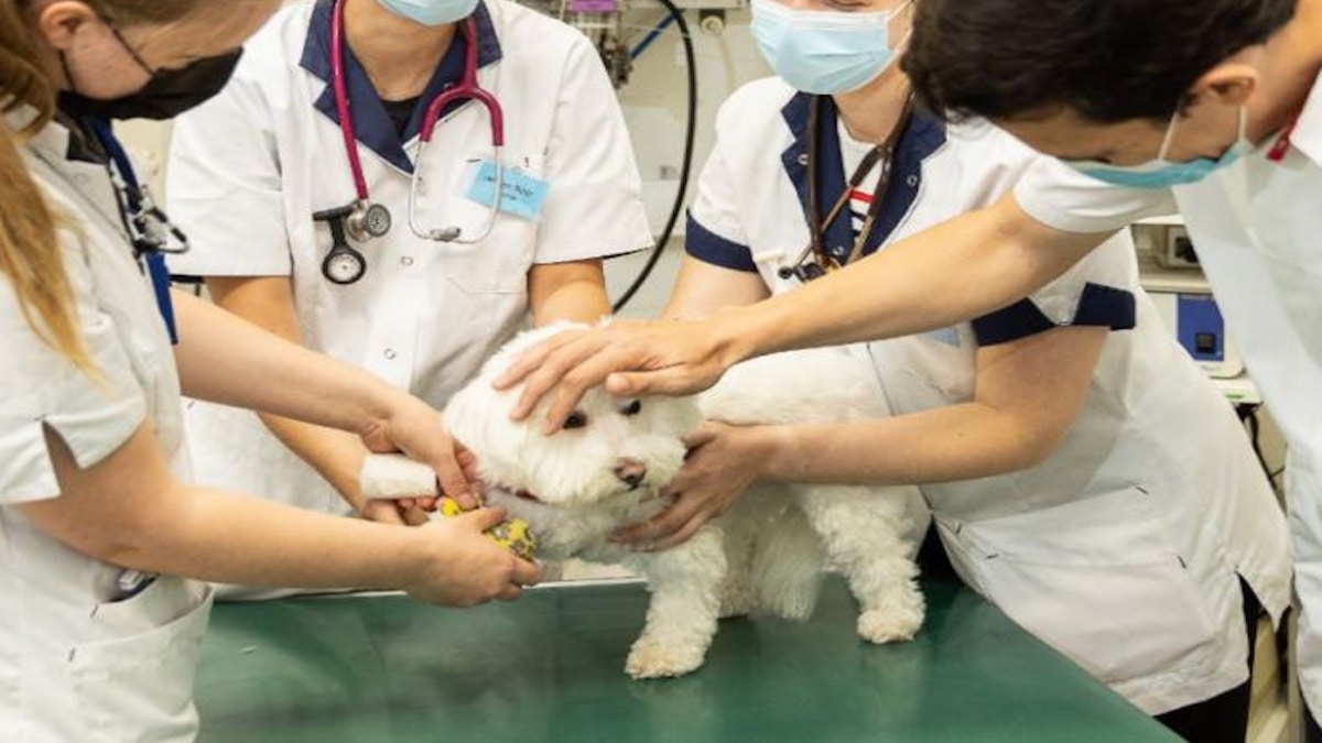 La dernière chose que fait vraiment votre chien avant d’être euthanasié